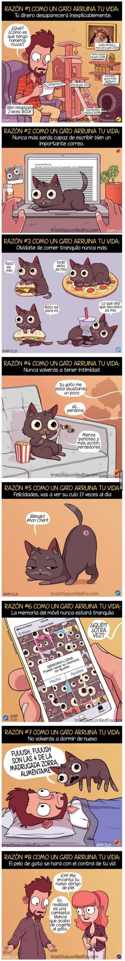 Como un gato arruina tu vida