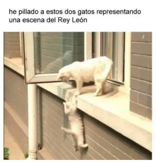 He pillado a estos dos gatos representando una escena del Rey León