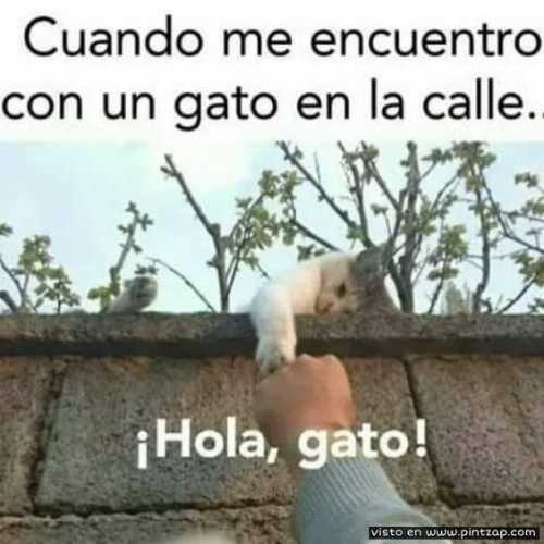 Cuando me encuentro con un gato en la calle