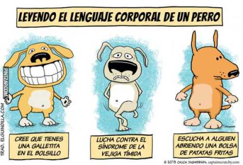 Leyendo el lenguaje corporal de un perro