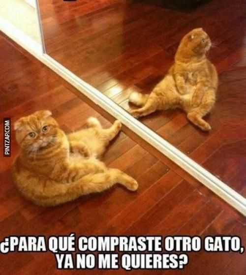 ¿Para que compraste otro gato, ya no me quieres?