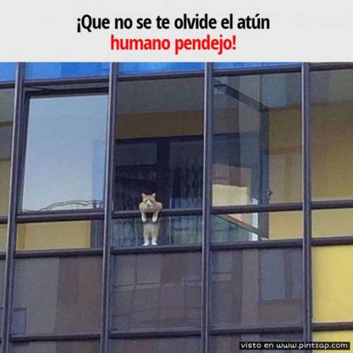 ¡Que no se te olvide el atún humano pendejo!