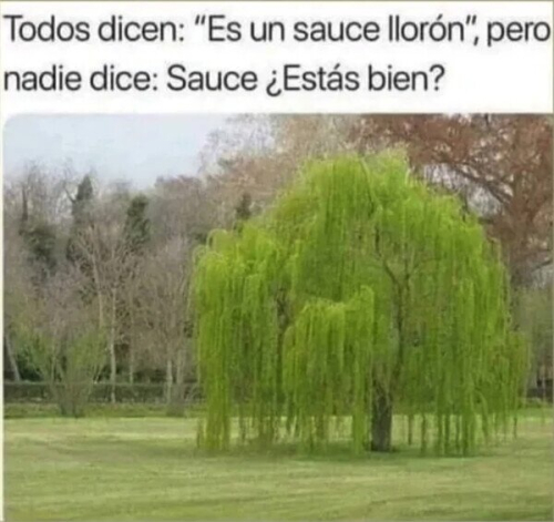 Es un sauce llorón