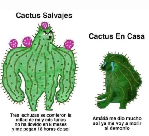 Cactus salvajes vs. Cactus en casa