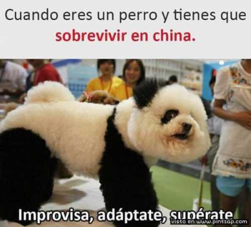 Cuando eres un perro y tienes que sobrevivir en China