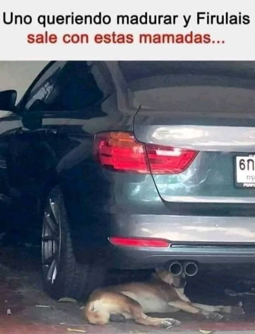 Uno queriendo madurar y firulais sale con estas mamadas