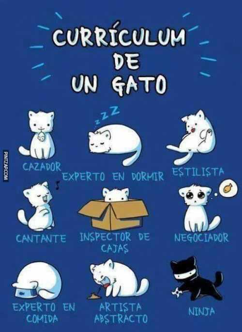 Currículum de un gato