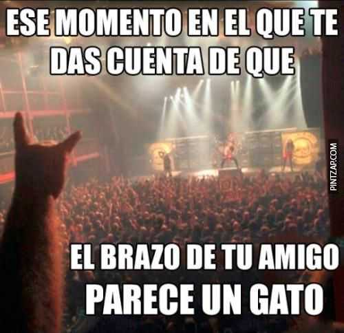 Ese momento en el que te das cuenta de que el brazo de tu amigo parece tu gato