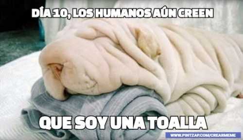 Día 10, los humanos aún creen que soy una toalla