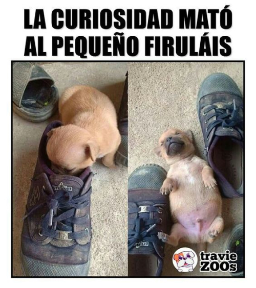 La curiosidad mató al pequeño firulais