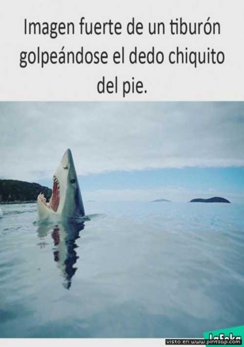 Tiburón golpeándose el dedo pequeño del pie