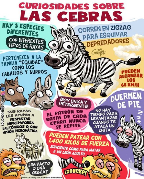 Curiosidades sobre las cebras