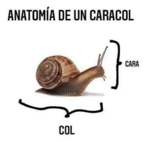 Anatomía de un caracol