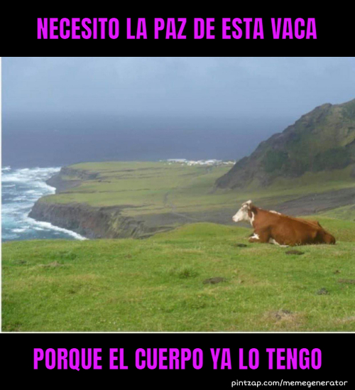 Necesito la paz de esta vaca porque el cuerpo ya lo tengo