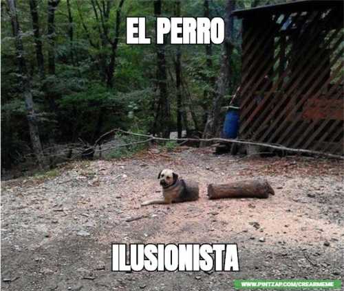 El perro ilusionista 