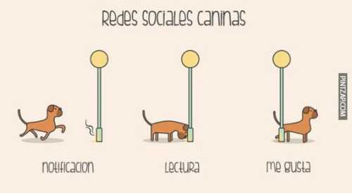 Redes sociales caninas