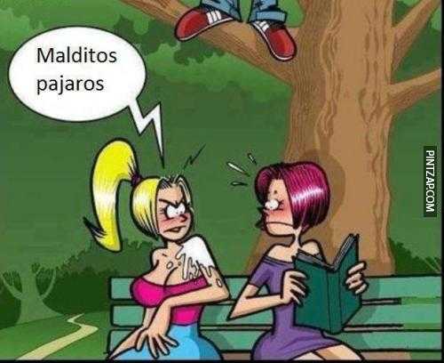 Malditos pájaros