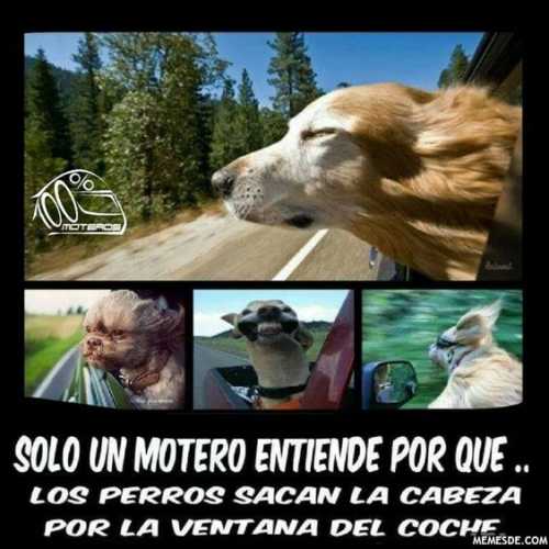 Solo un motero entiende porque los perros asoman la cabeza por la ventana del coche