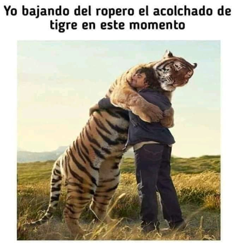 Yo bajando del ropero el acolchado de tigre en este momento