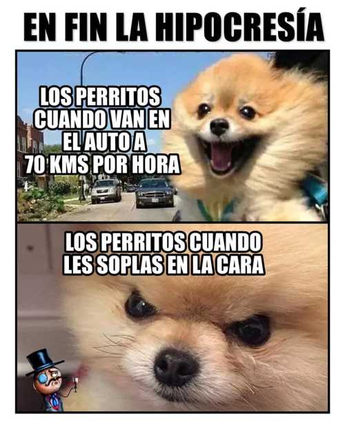 Los perritos cuando les soplas en la cara