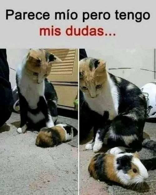 Parece mío pero tengo mis dudas