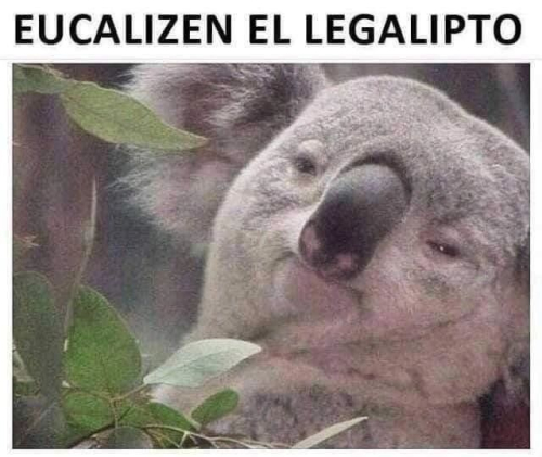 Eucalizen el legalipto