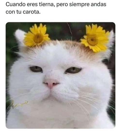 Cuando eres tierna pero siempre andas con tu carota